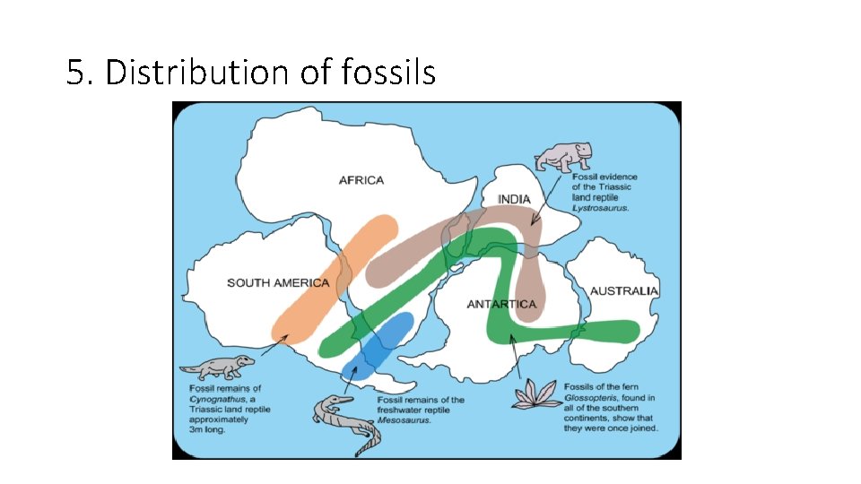 5. Distribution of fossils 