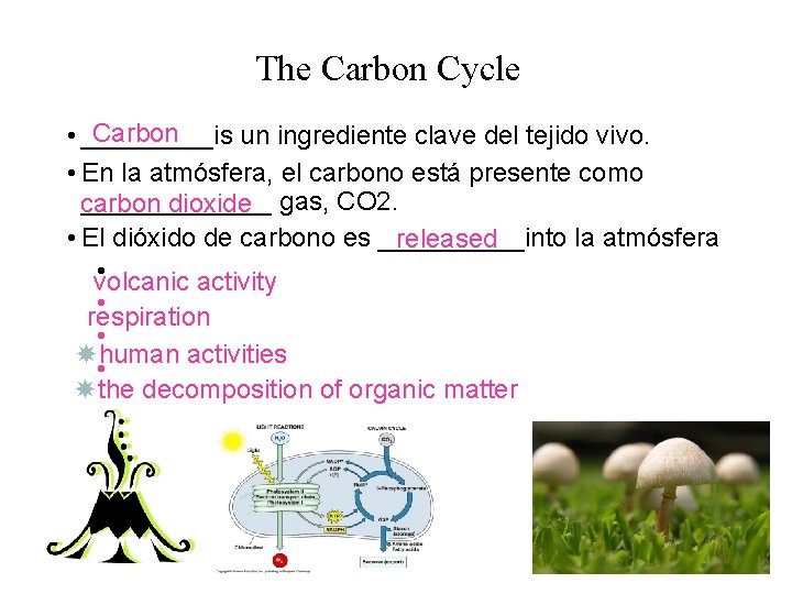 The Carbon Cycle Carbon • _____is un ingrediente clave del tejido vivo. • En