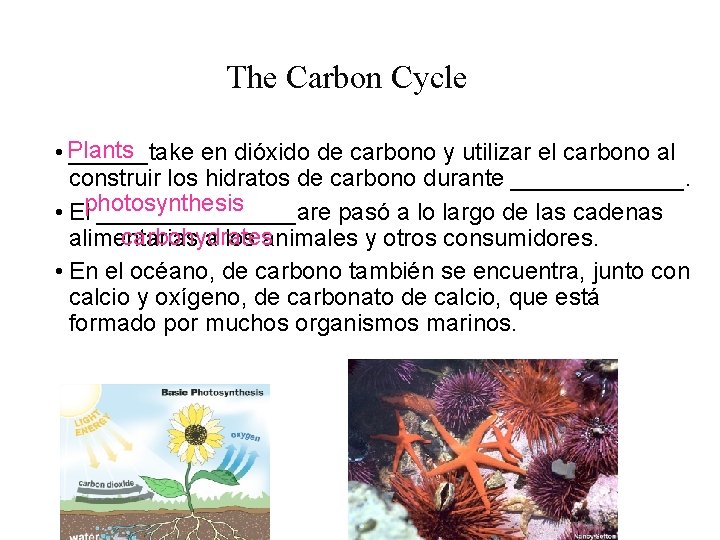 The Carbon Cycle • Plants ______take en dióxido de carbono y utilizar el carbono