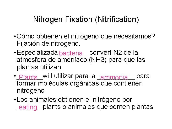 Nitrogen Fixation (Nitrification) • Cómo obtienen el nitrógeno que necesitamos? Fijación de nitrogeno. •