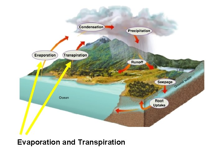 Evaporation and Transpiration 