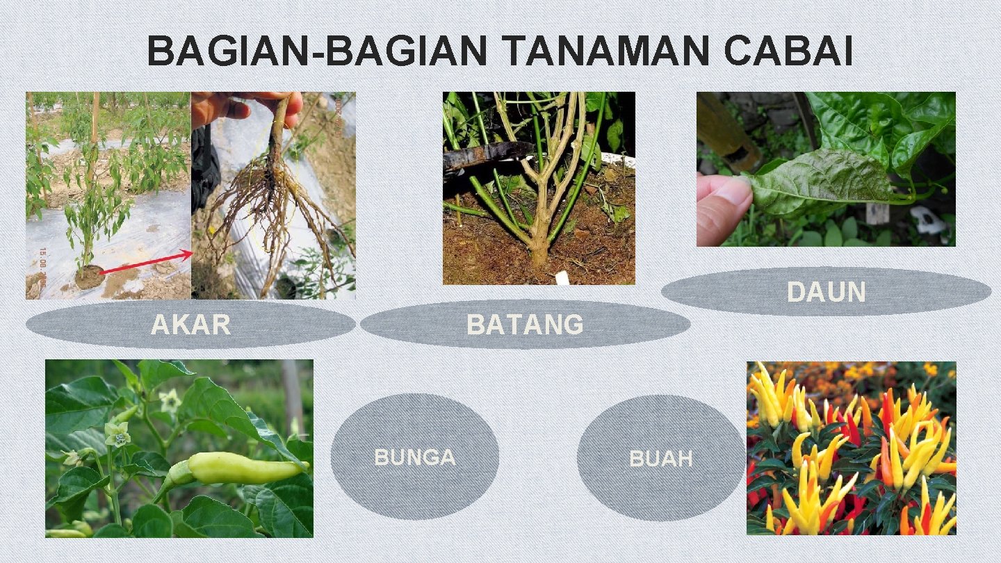 BAGIAN-BAGIAN TANAMAN CABAI DAUN AKAR BATANG BUNGA BUAH 