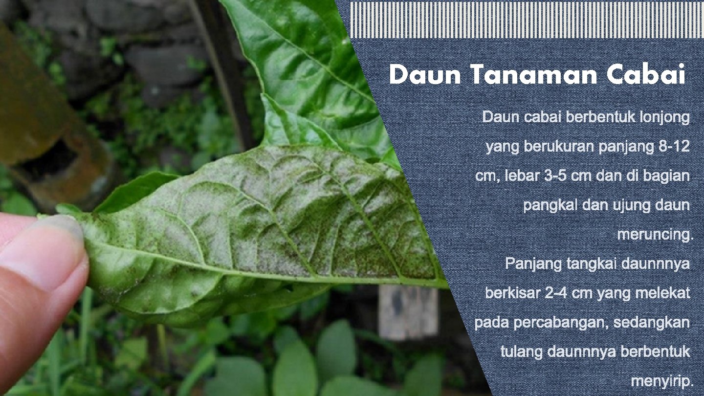 Daun Tanaman Cabai 