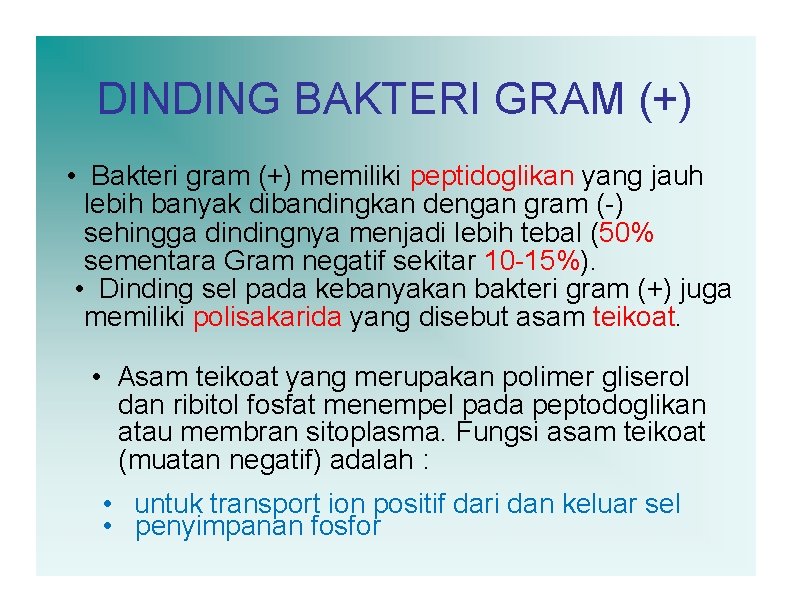 DINDING BAKTERI GRAM (+) • Bakteri gram (+) memiliki peptidoglikan yang jauh lebih banyak