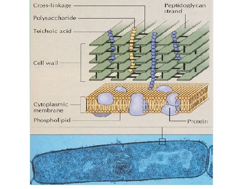 Cross-linkage Peptidoglycan strand Polysaccharide Teichoic acid Cytoplasmic membrane 