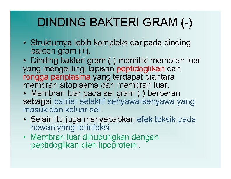 DINDING BAKTERI GRAM (-) • Strukturnya lebih kompleks daripada dinding bakteri gram (+). •