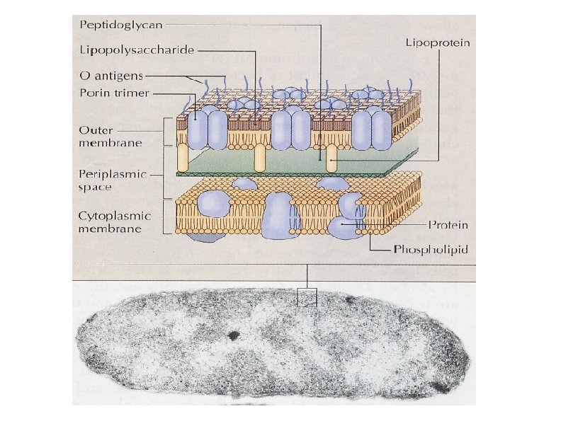 Peptidoglycan Lipoprotein Lipopolysaccharide O antigens Porin trimer Cytoplasmic membrane Phospholipid �l r 1 it
