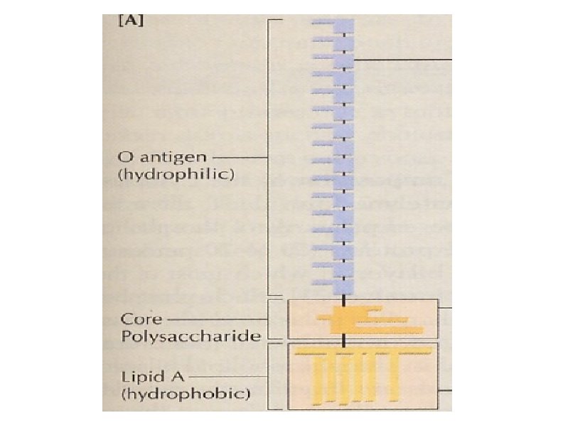 O antigen (hydrophilic) n u Core Polysaccharide Lipid A (hydrophobic) 