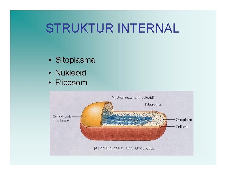 STRUKTUR INTERNAL • Sitoplasma • Nukleoid • Ribosom 