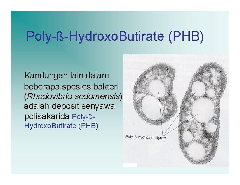 Poly-ß-Hydroxo. Butirate (PHB) Kandungan lain dalam beberapa spesies bakteri (Rhodovibrio sodomensis) adalah deposit senyawa