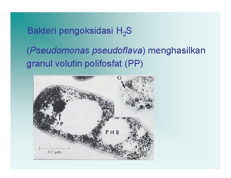Bakteri pengoksidasi H 2 S (Pseudomonas pseudoflava) menghasilkan granul volutin polifosfat (PP) 