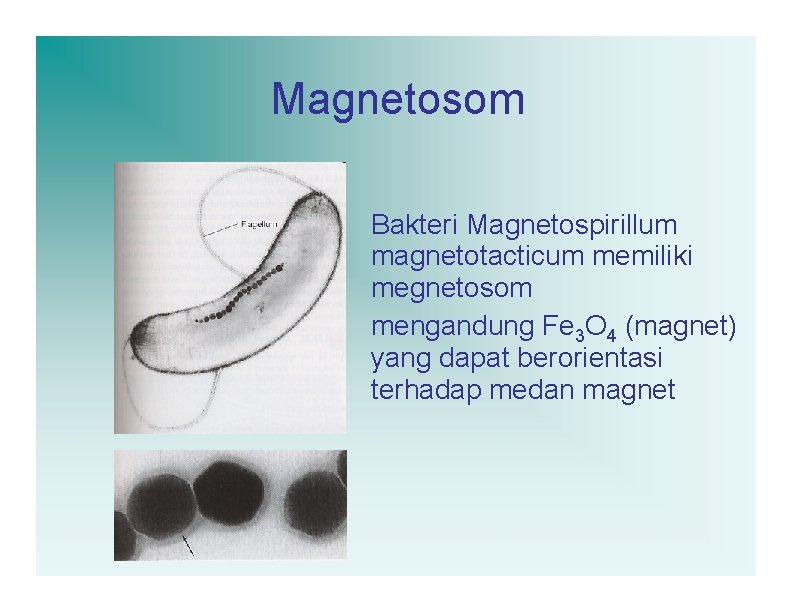 Magnetosom Bakteri Magnetospirillum magnetotacticum memiliki megnetosom mengandung Fe 3 O 4 (magnet) yang dapat