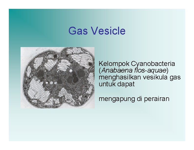Gas Vesicle Kelompok Cyanobacteria (Anabaena flos-aquae) menghasilkan vesikula gas untuk dapat mengapung di perairan