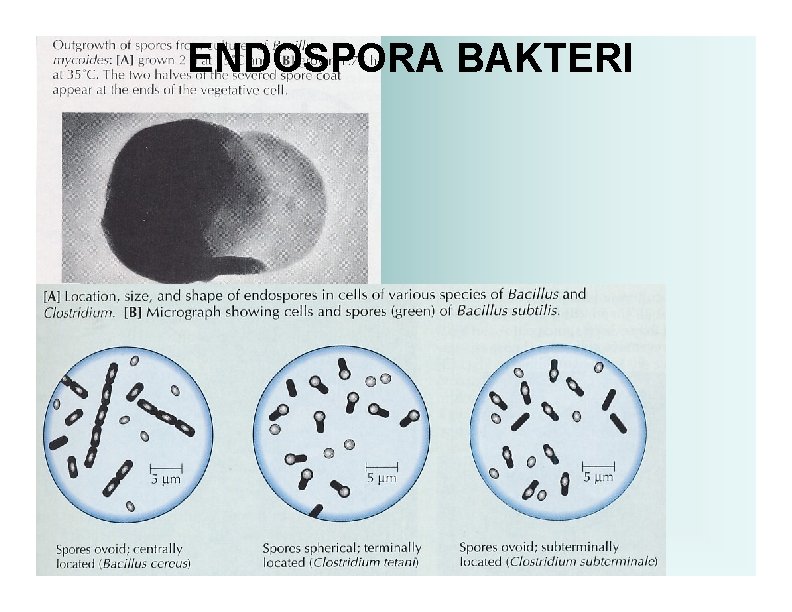 ENDOSPORA BAKTERI 