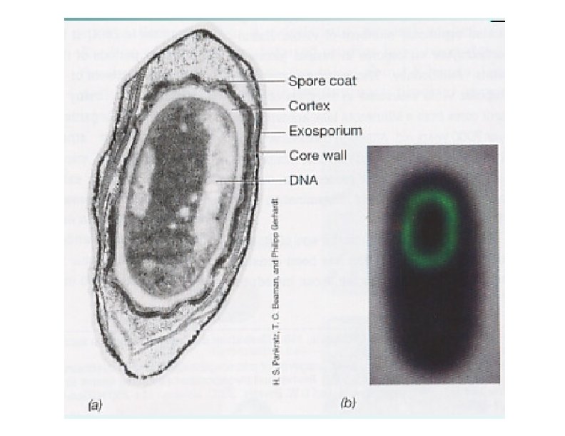 Spore coat Cortex - Exosporium Core wall - DNA (a) (b) 