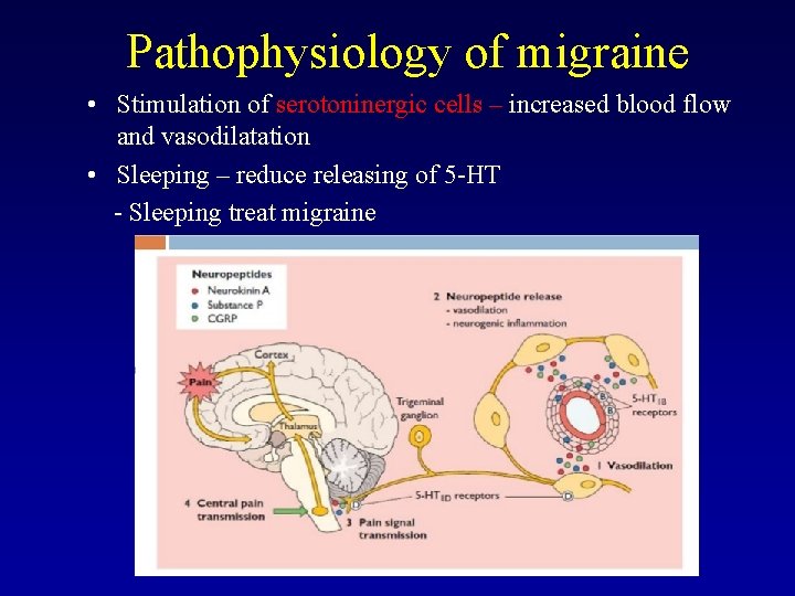 Pathophysiology of migraine • Stimulation of serotoninergic cells – increased blood flow and vasodilatation