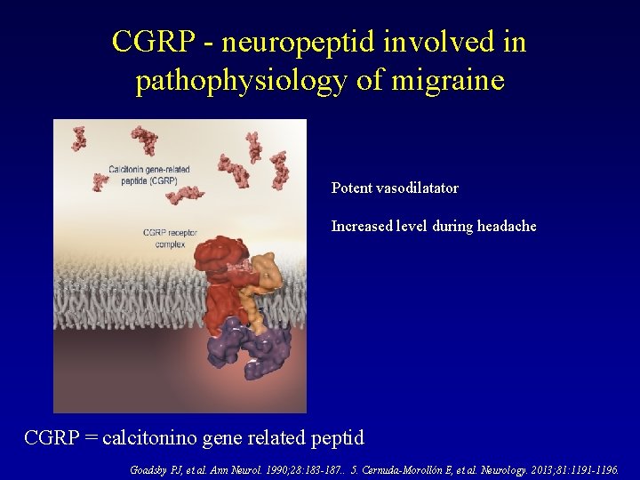 CGRP - neuropeptid involved in pathophysiology of migraine Potent vasodilatator Increased level during headache