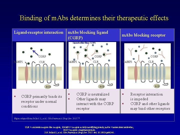 Binding of m. Abs determines their therapeutic effects Ligand-receptor interaction m. Abs blocking ligand