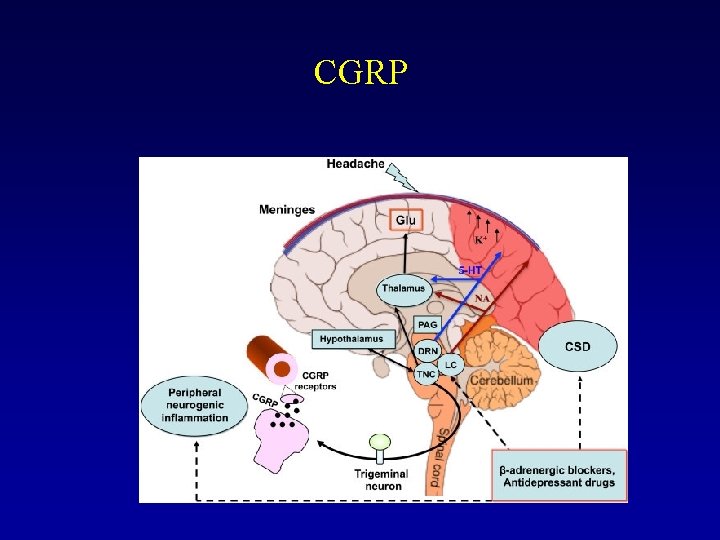 CGRP 