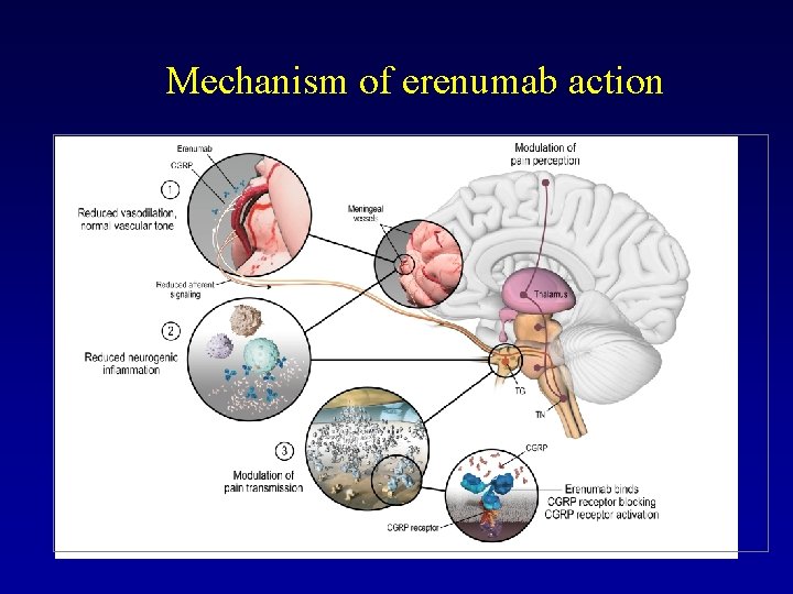 Mechanism of erenumab action 
