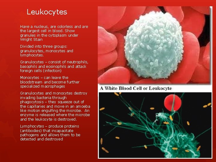 Leukocytes Have a nucleus, are colorless and are the largest cell in blood. Show