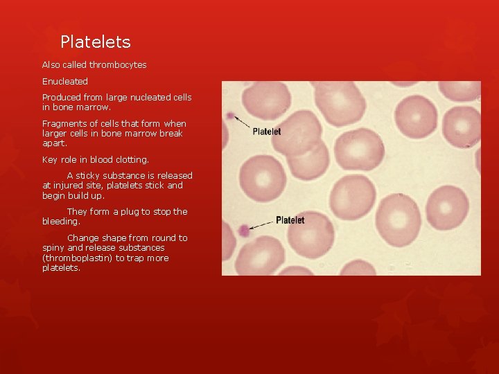 Platelets Also called thrombocytes Enucleated Produced from large nucleated cells in bone marrow. Fragments