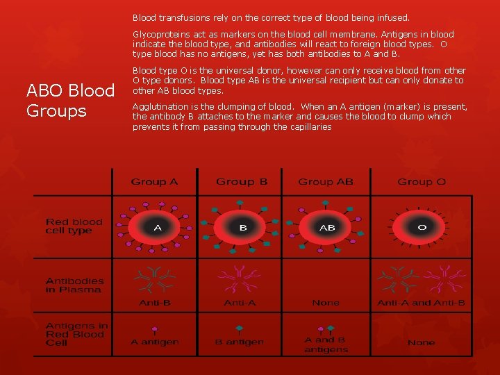 Blood transfusions rely on the correct type of blood being infused. Glycoproteins act as