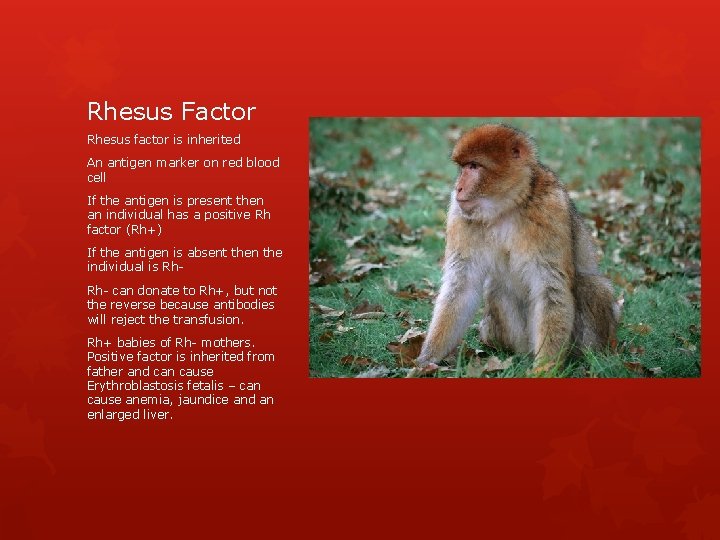 Rhesus Factor Rhesus factor is inherited An antigen marker on red blood cell If