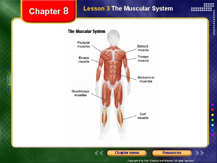 Chapter 8 Lesson 3 The Muscular System Chapter menu Resources Copyright © by Holt,