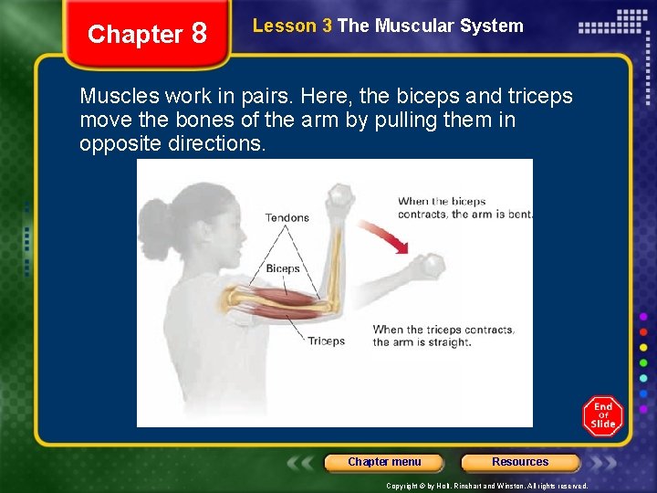 Chapter 8 Lesson 3 The Muscular System Muscles work in pairs. Here, the biceps