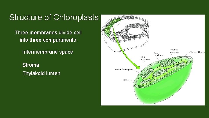 Structure of Chloroplasts Three membranes divide cell into three compartments: Intermembrane space Stroma Thylakoid