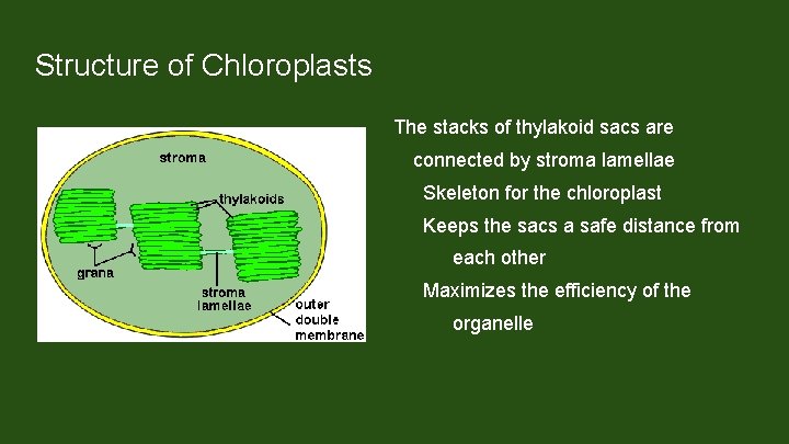 Structure of Chloroplasts The stacks of thylakoid sacs are connected by stroma lamellae Skeleton