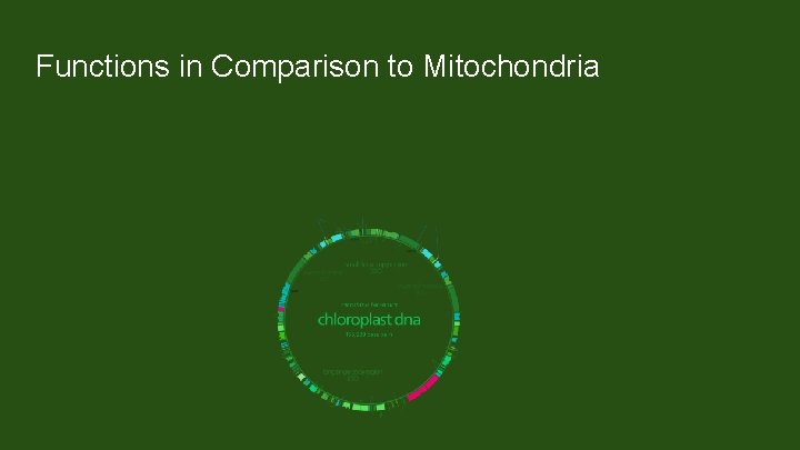 Functions in Comparison to Mitochondria Not part of the endomembrane system Membrane proteins made