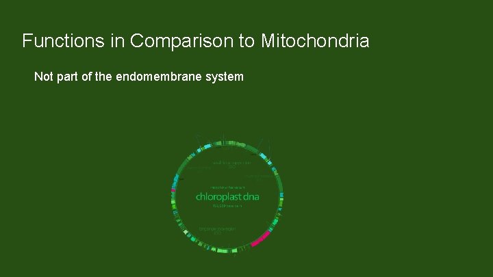 Functions in Comparison to Mitochondria Not part of the endomembrane system Membrane proteins made