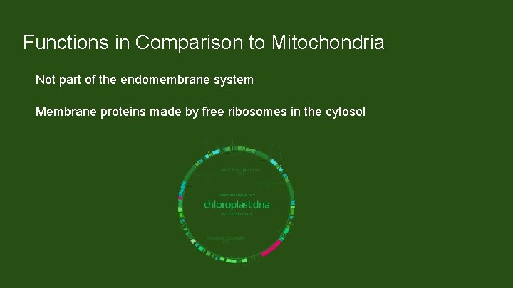 Functions in Comparison to Mitochondria Not part of the endomembrane system Membrane proteins made