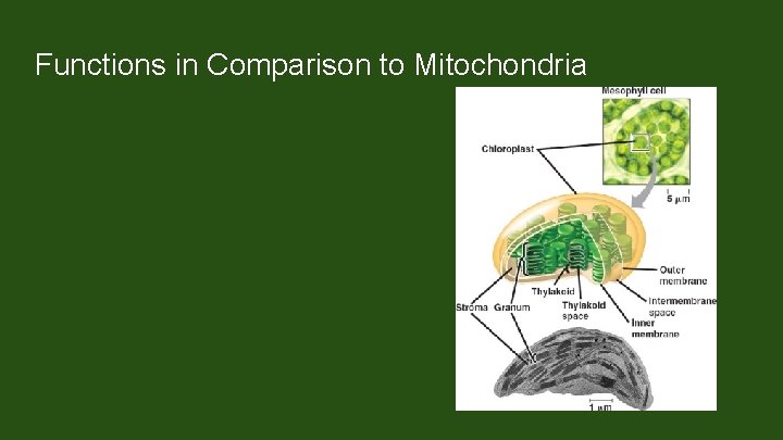 Functions in Comparison to Mitochondria Semiautonomous organelles Outer membrane contains porins that allow small