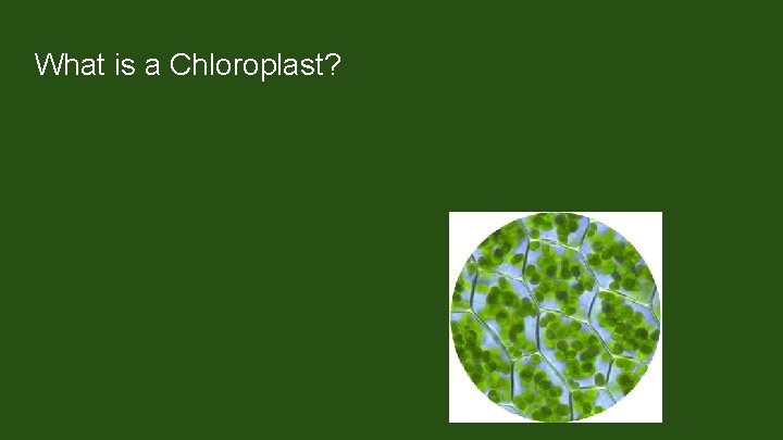 What is a Chloroplast? Family of plastids Found only in plants and photosynthetic protists