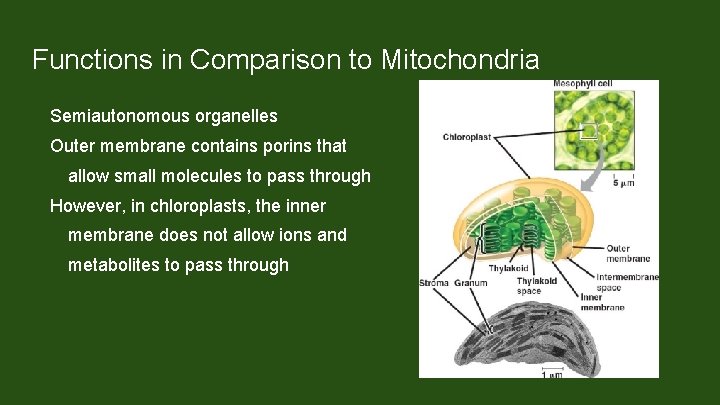 Functions in Comparison to Mitochondria Semiautonomous organelles Outer membrane contains porins that allow small