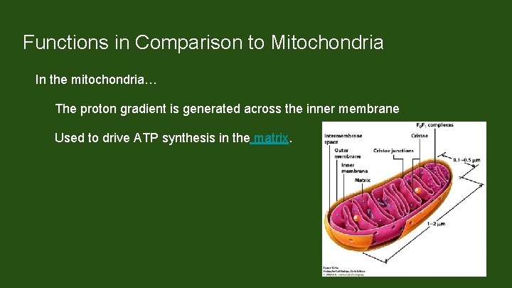 Functions in Comparison to Mitochondria In the mitochondria… The proton gradient is generated across