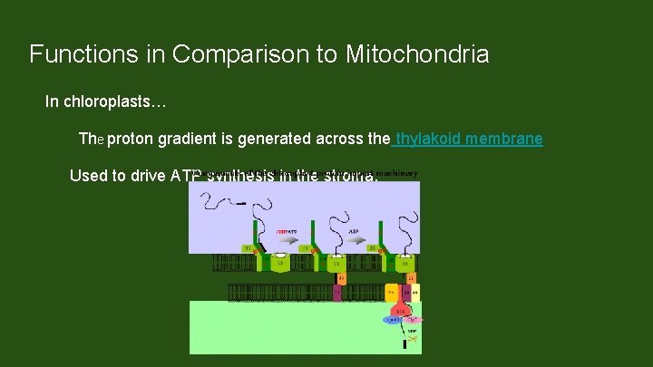 Functions in Comparison to Mitochondria In chloroplasts… The proton gradient is generated across the