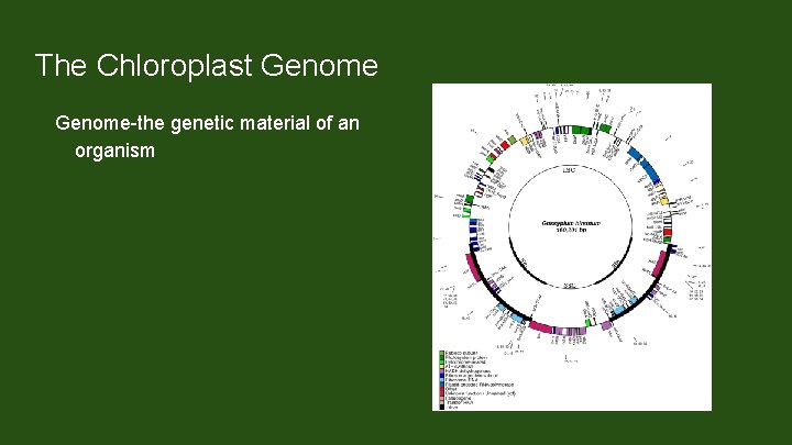 The Chloroplast Genome-the genetic material of an organism Chloroplasts contain their own genetic system