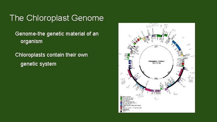The Chloroplast Genome-the genetic material of an organism Chloroplasts contain their own genetic system