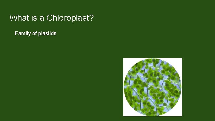 What is a Chloroplast? Family of plastids Found only in plants and photosynthetic protists