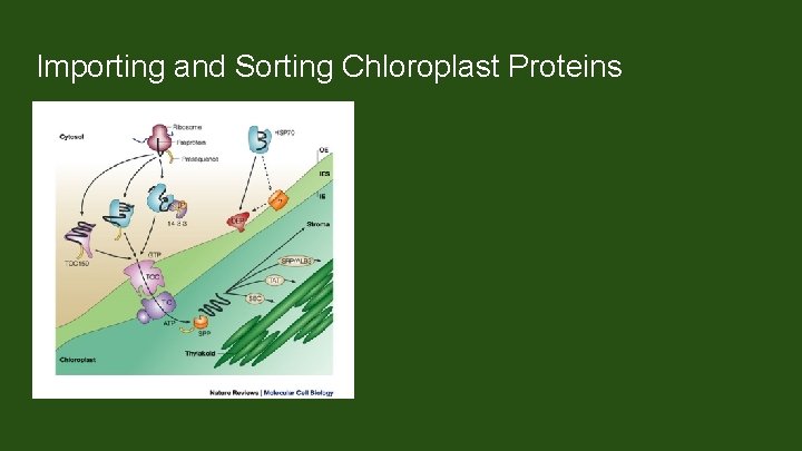 Importing and Sorting Chloroplast Proteins Most chloroplast proteins are encoded by nuclear genes. Proteins