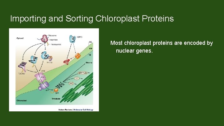 Importing and Sorting Chloroplast Proteins Most chloroplast proteins are encoded by nuclear genes. Proteins