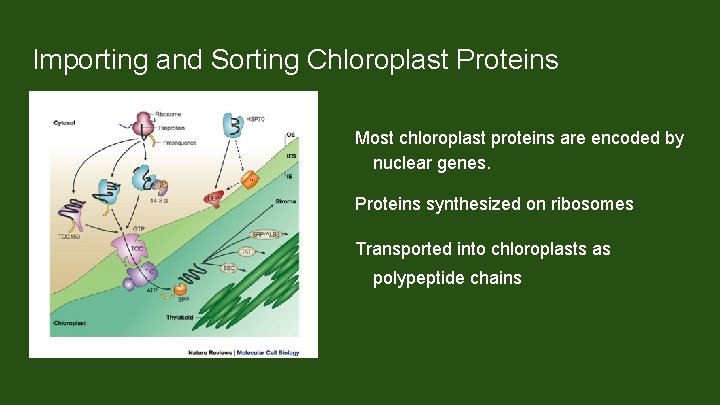 Importing and Sorting Chloroplast Proteins Most chloroplast proteins are encoded by nuclear genes. Proteins