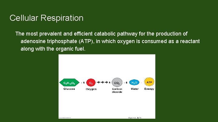Cellular Respiration The most prevalent and efficient catabolic pathway for the production of adenosine