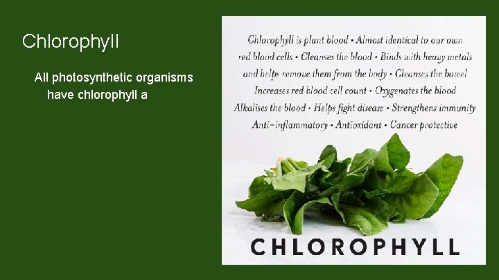 Chlorophyll All photosynthetic organisms have chlorophyll a Chlorophyll b, c, d, and e in