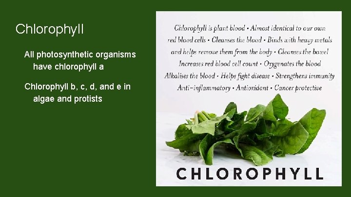 Chlorophyll All photosynthetic organisms have chlorophyll a Chlorophyll b, c, d, and e in