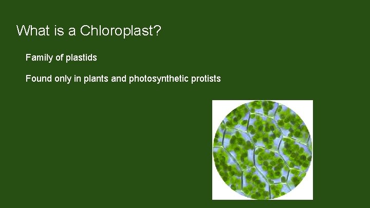 What is a Chloroplast? Family of plastids Found only in plants and photosynthetic protists